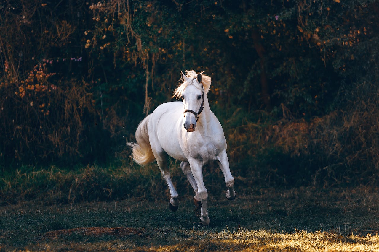 training_horse